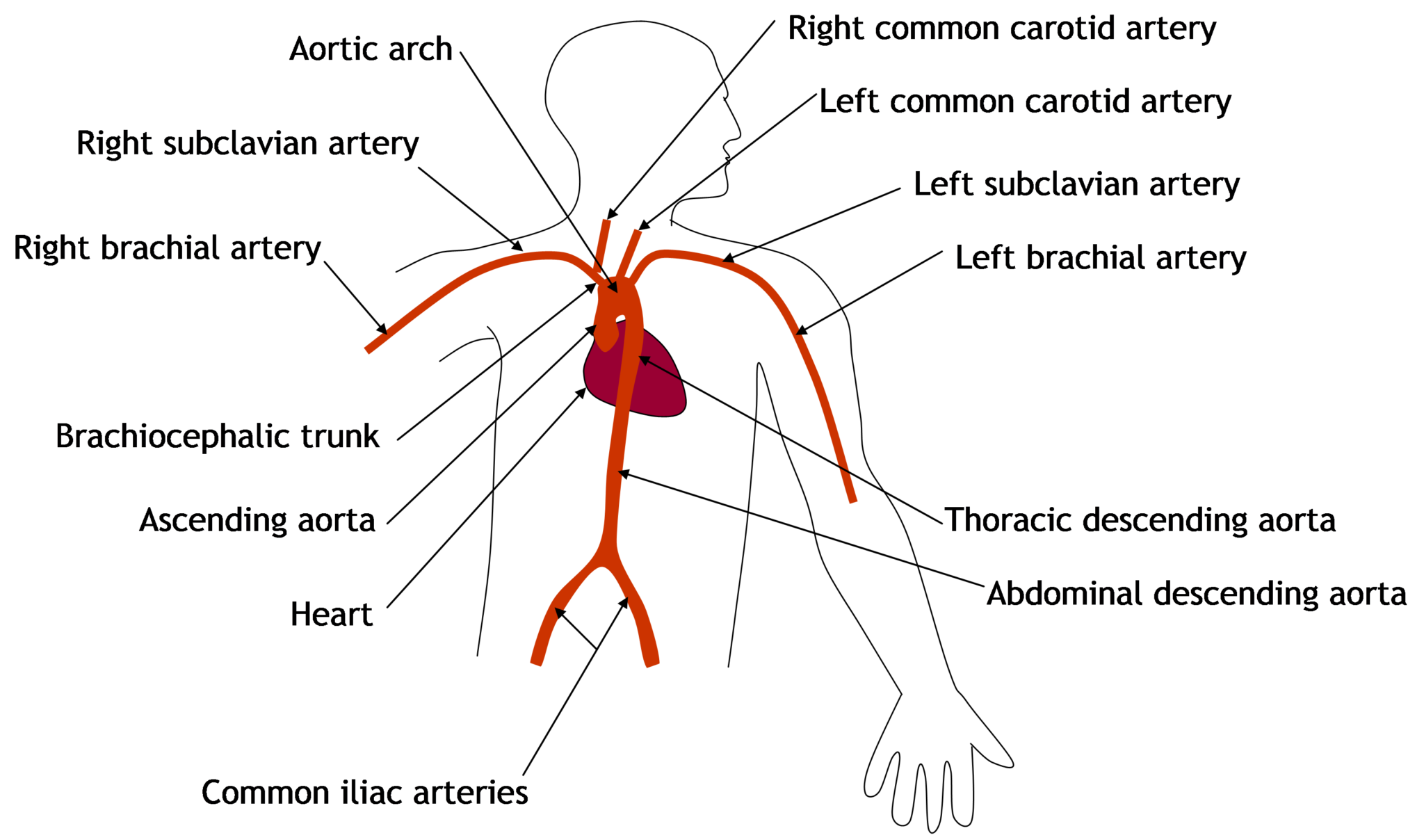 Non Invasive Central Blood Pressure – Central Blood Pressure